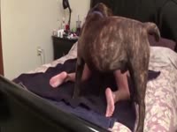 Dog porno smashing a big ass